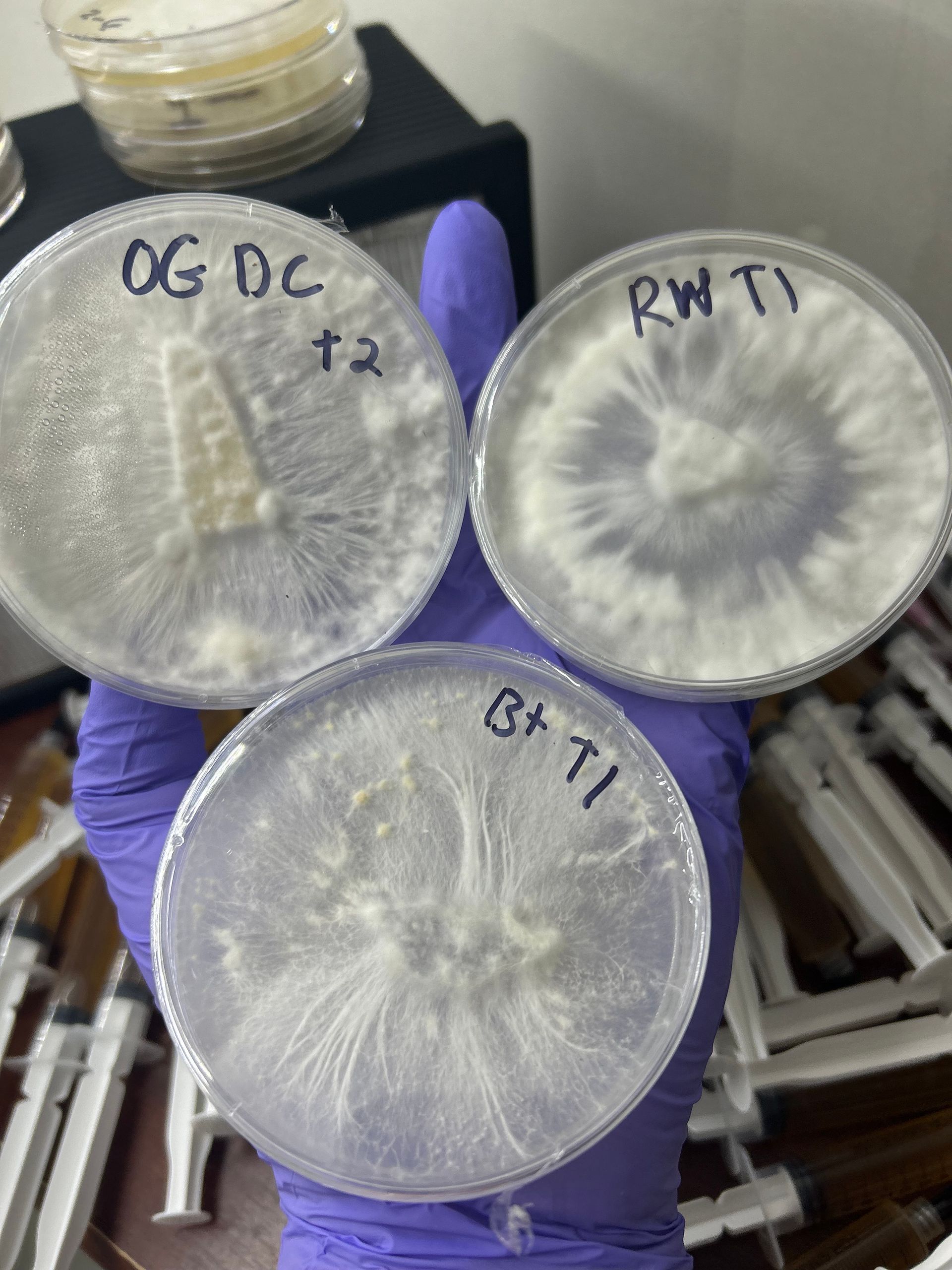 Colonized Agar Dishes