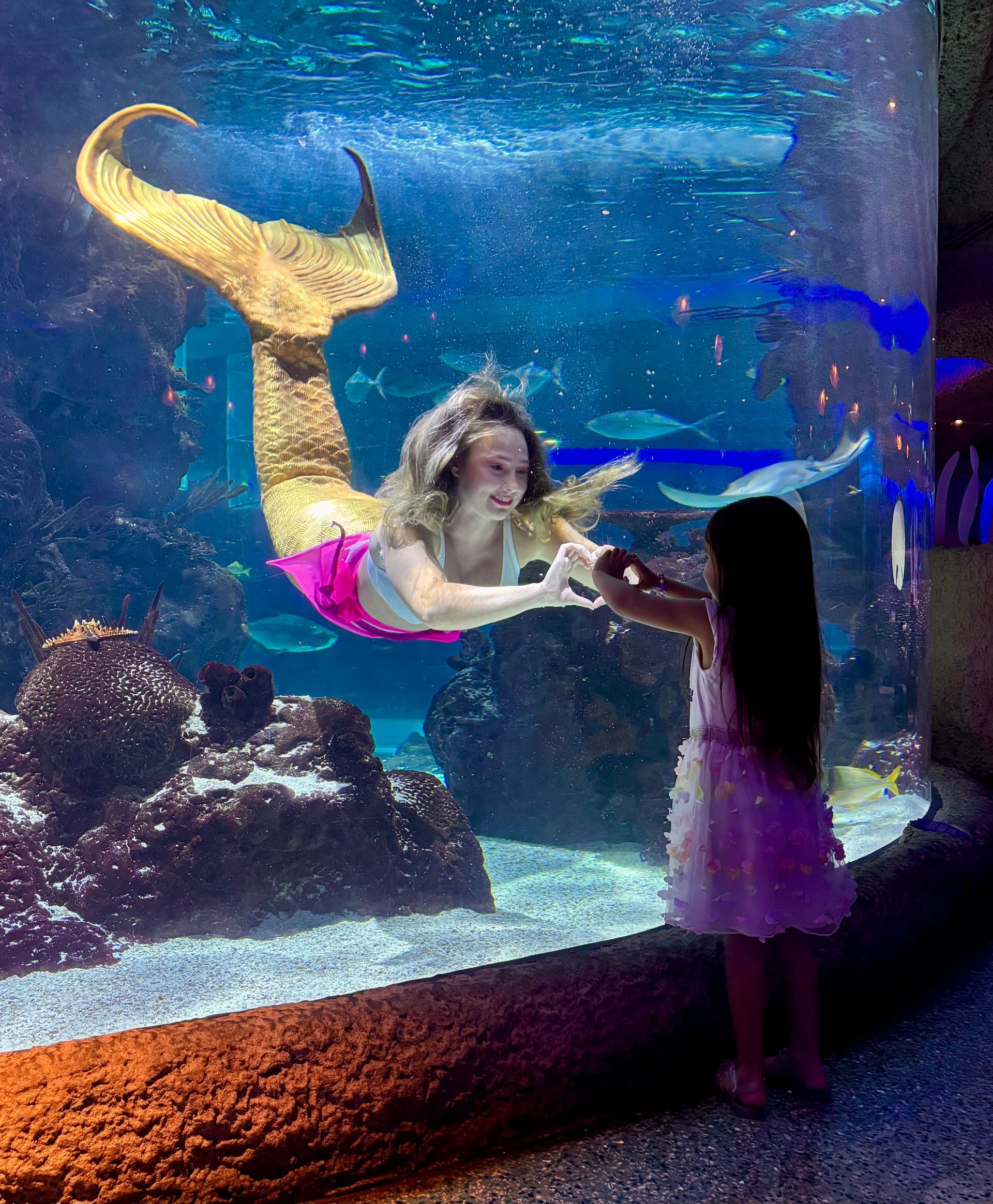 Mermaid with teal tail swims among fish in a coral-lined aquarium.