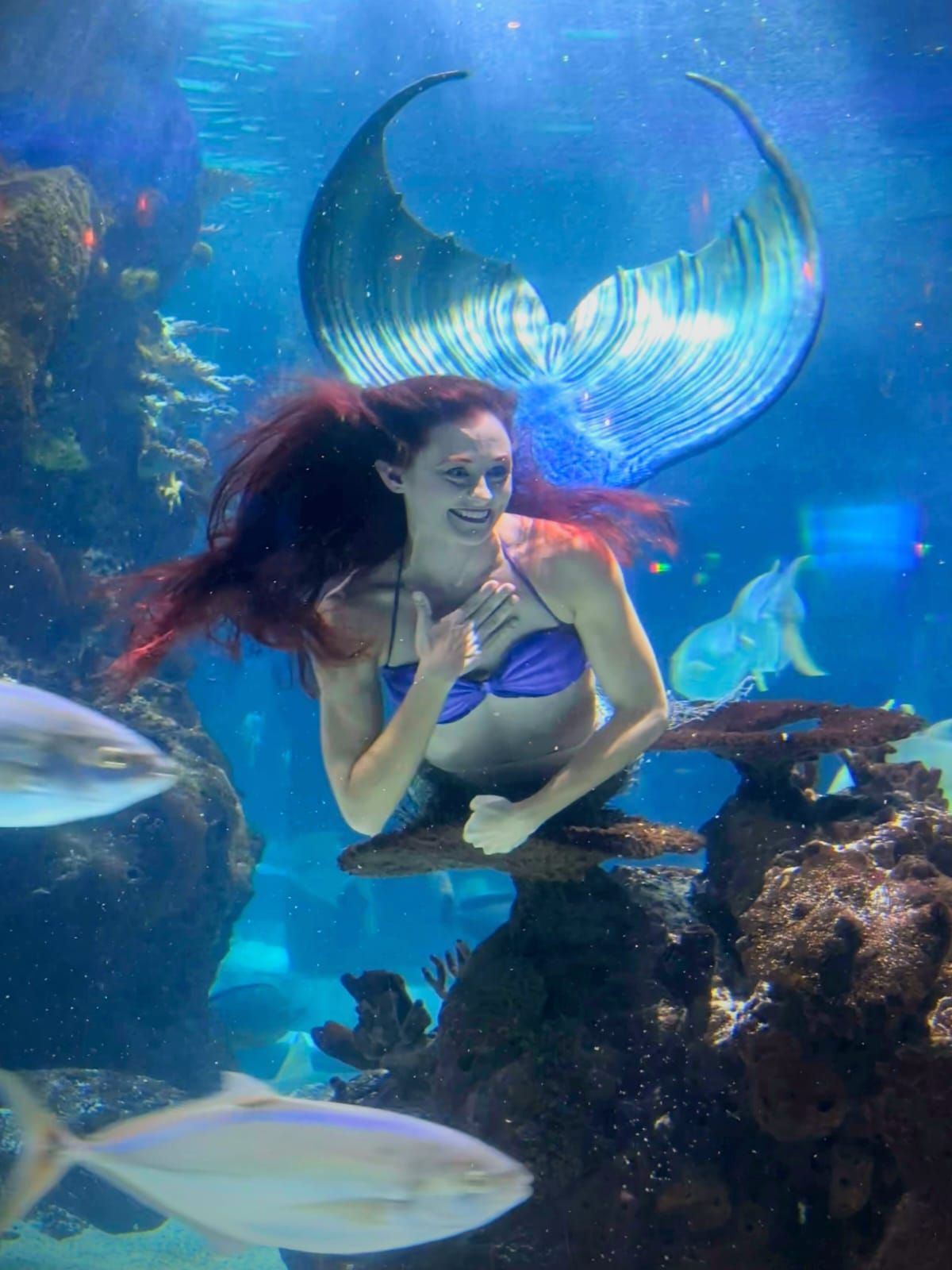 Mermaid in a blue tank top and silver tail smiles, swimming in an aquarium. Fish and coral surround her.