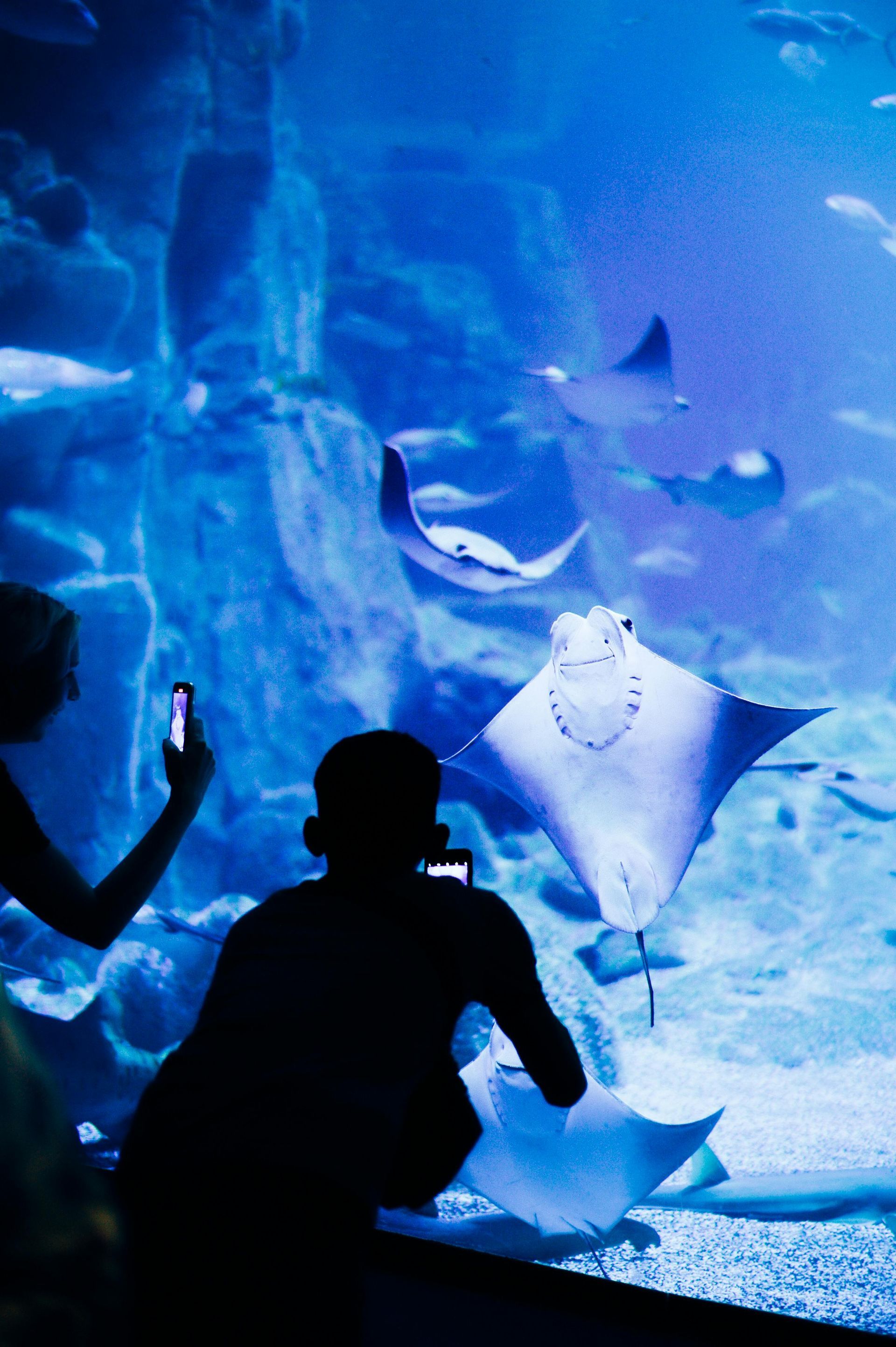 A woman taking a picture of a stingray in an aquarium