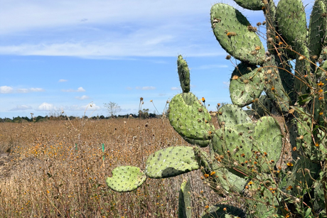 Cactus in foreground with flat, green pads. A dry, brown field stretches towards a blue sky.