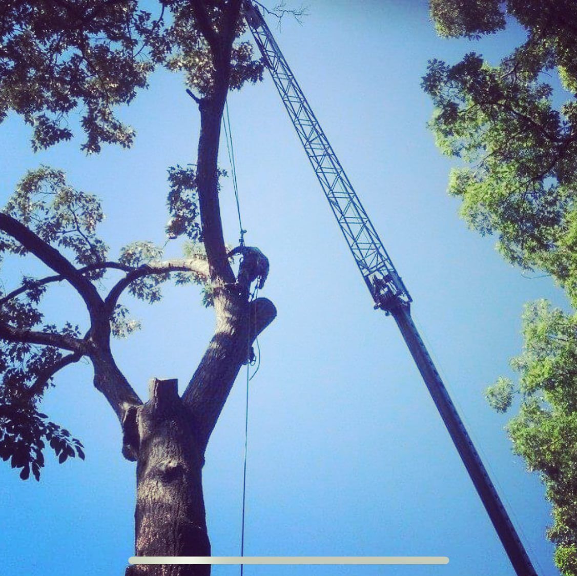 Gold Tooth Gorilla Tree Service