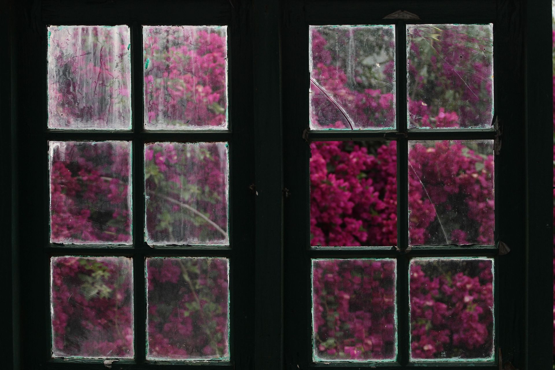 Two window panes with pink flowers and dark frames, seen against a black background
