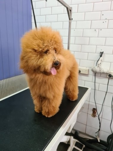 fetch dog groomer