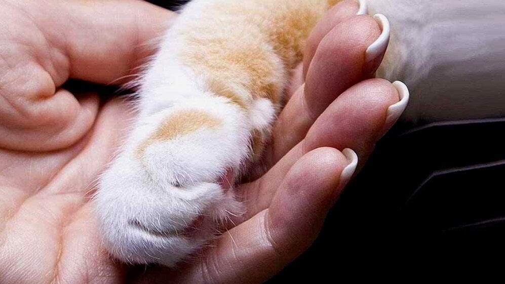 CREMATORIO PARA MASCOTAS SIEMPRE CONTIGO -UNPEQUEÑO RECUERDO