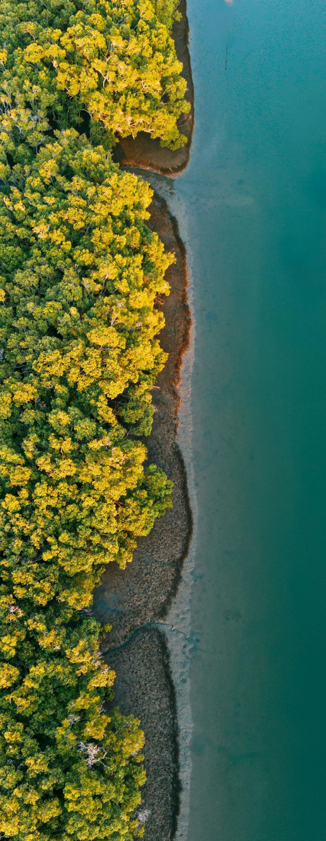 An aerial view of a lush green forest next to a body of water.
