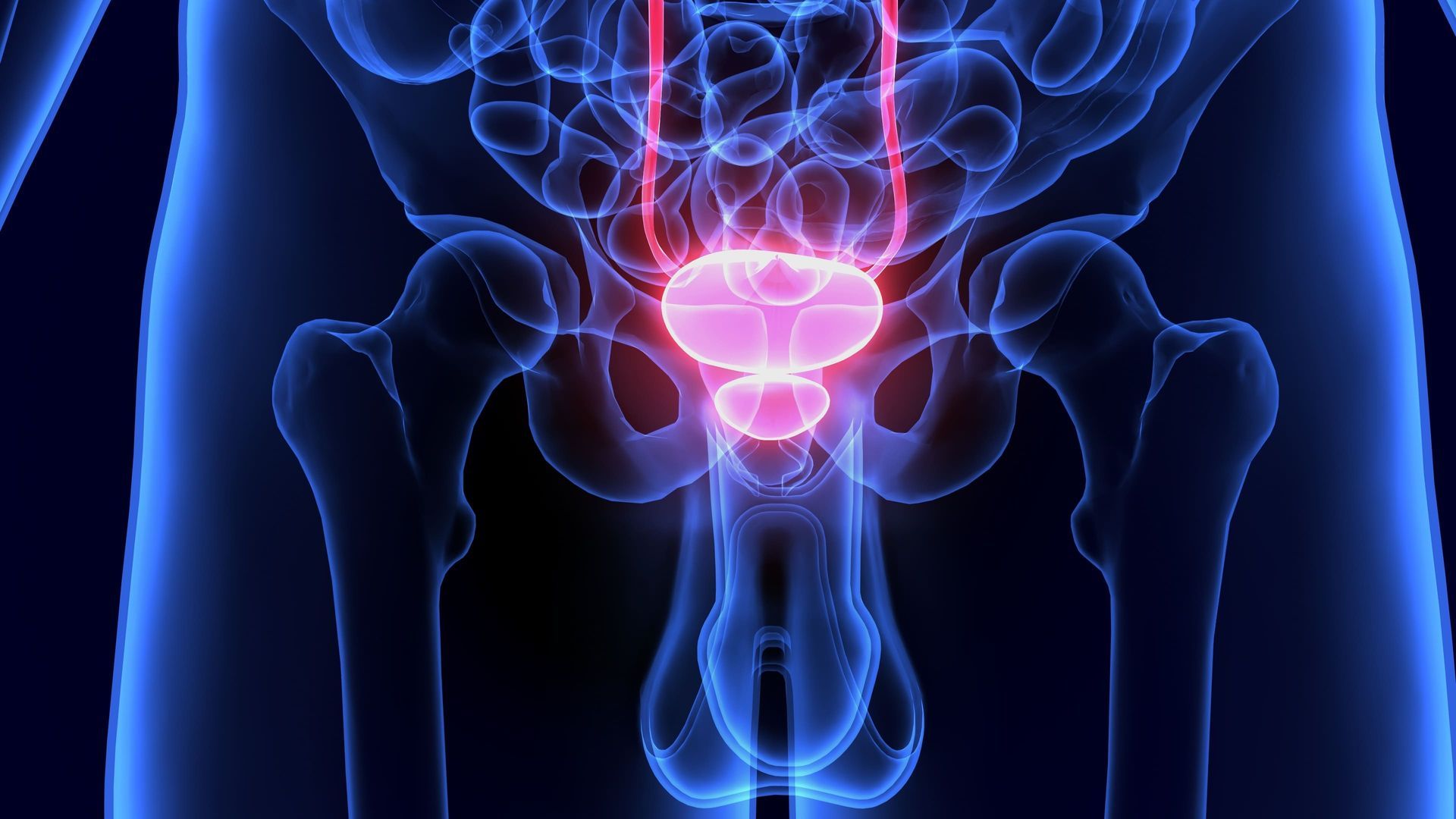 Anatomia 3D azul da pélvis e da parte inferior do tronco com próstata rosa brilhante em destaque