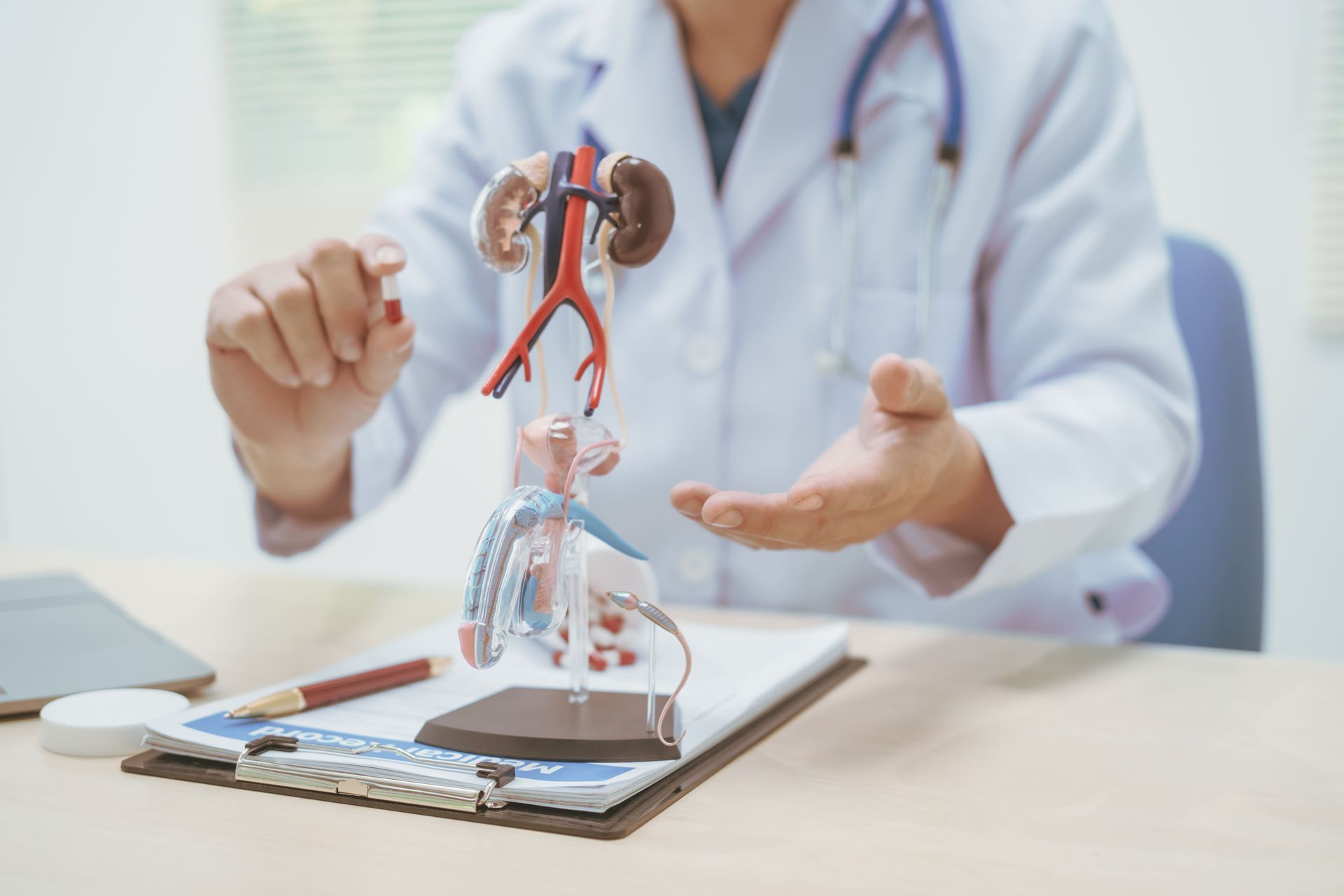 Um médico segura um modelo de rim em suas mãos.