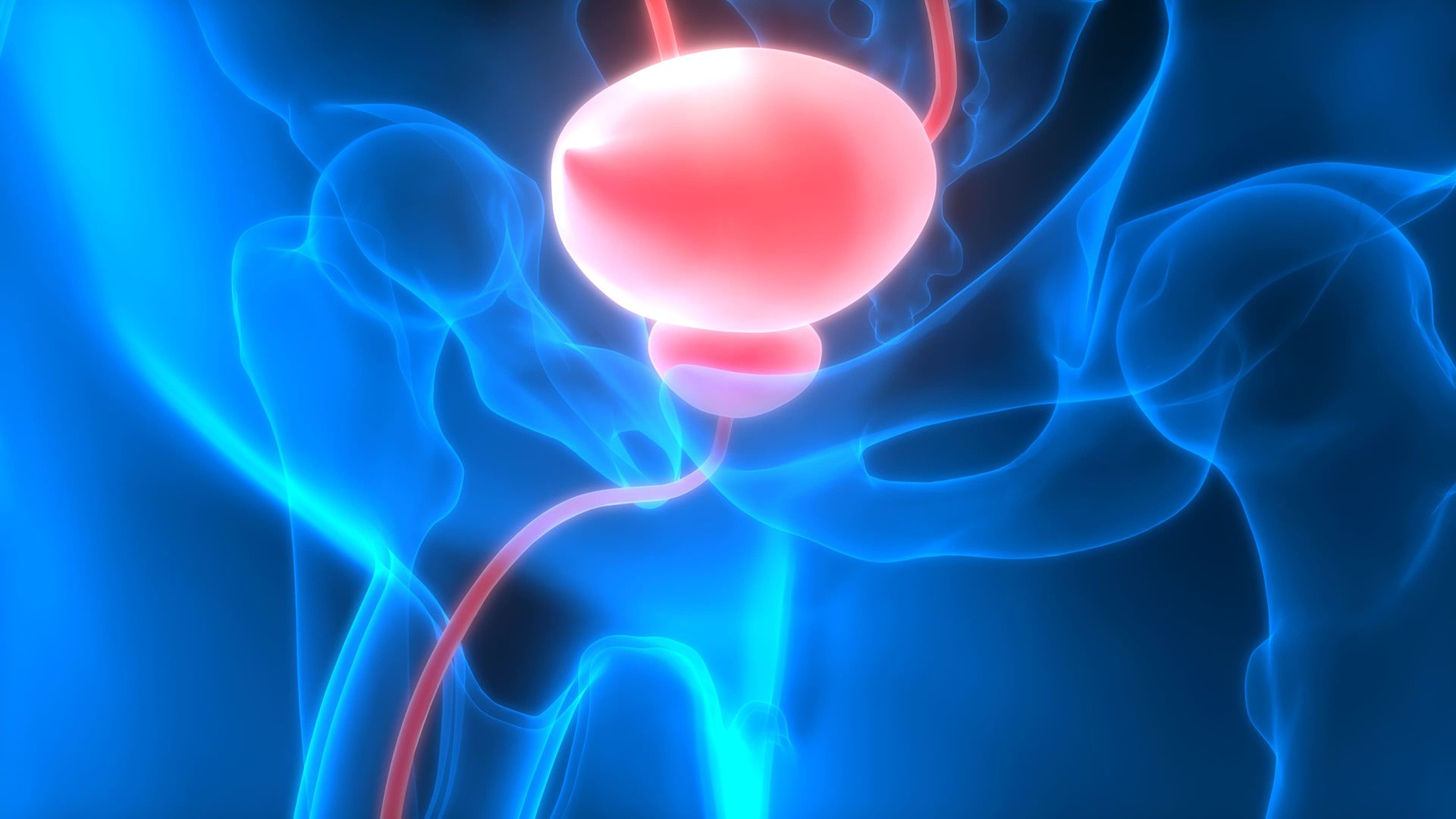 Bexiga vermelha brilhante em ilustração azul da anatomia pélvica