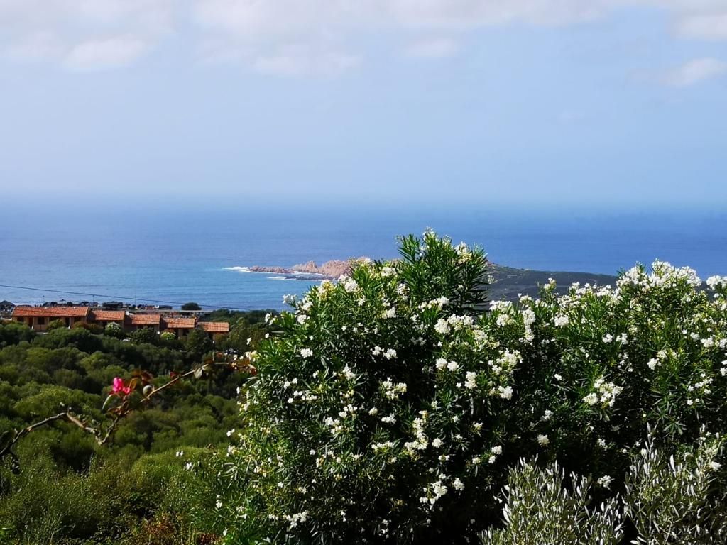 Una vista dell'oceano da una collina con fiori in primo piano