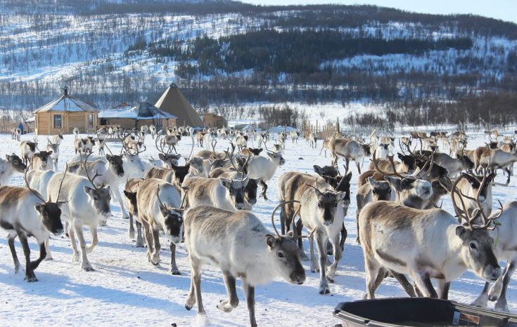 reindeer herd tromso snowy landscape and clear weather