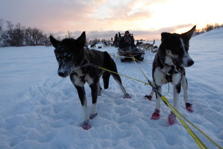 Husky Sledding Tromso Norway