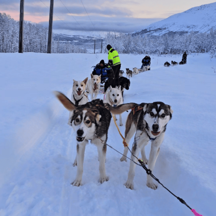 Husky Sledding in Tromsø with Multilingual Guide speaks arabic english norwegian and kurdish