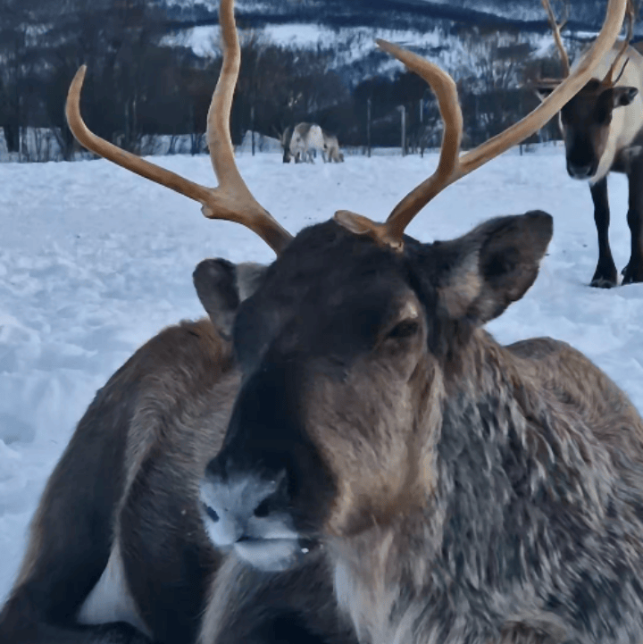 Reindeer tromso camp