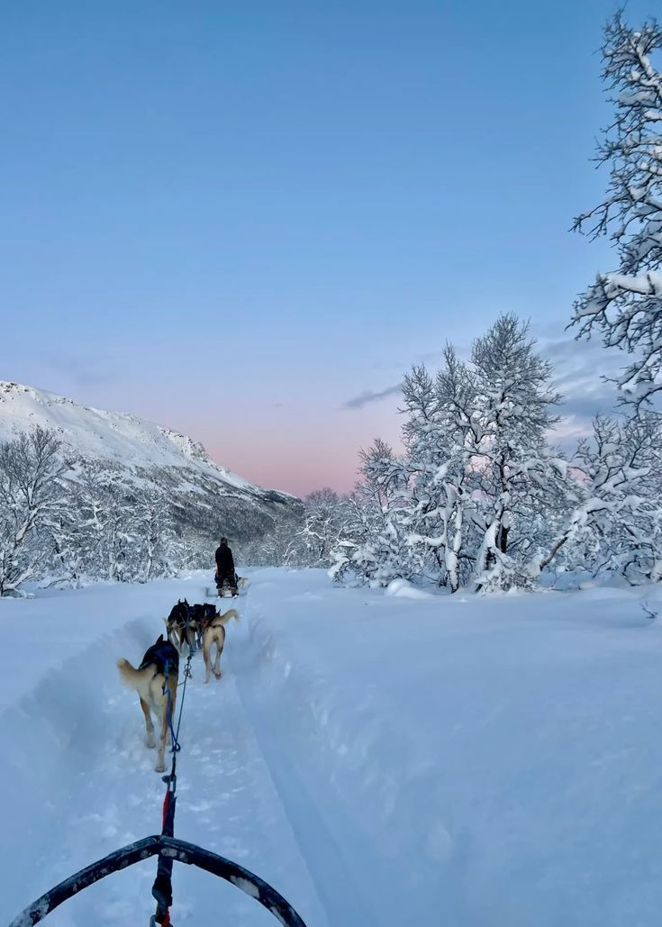 husky sled 