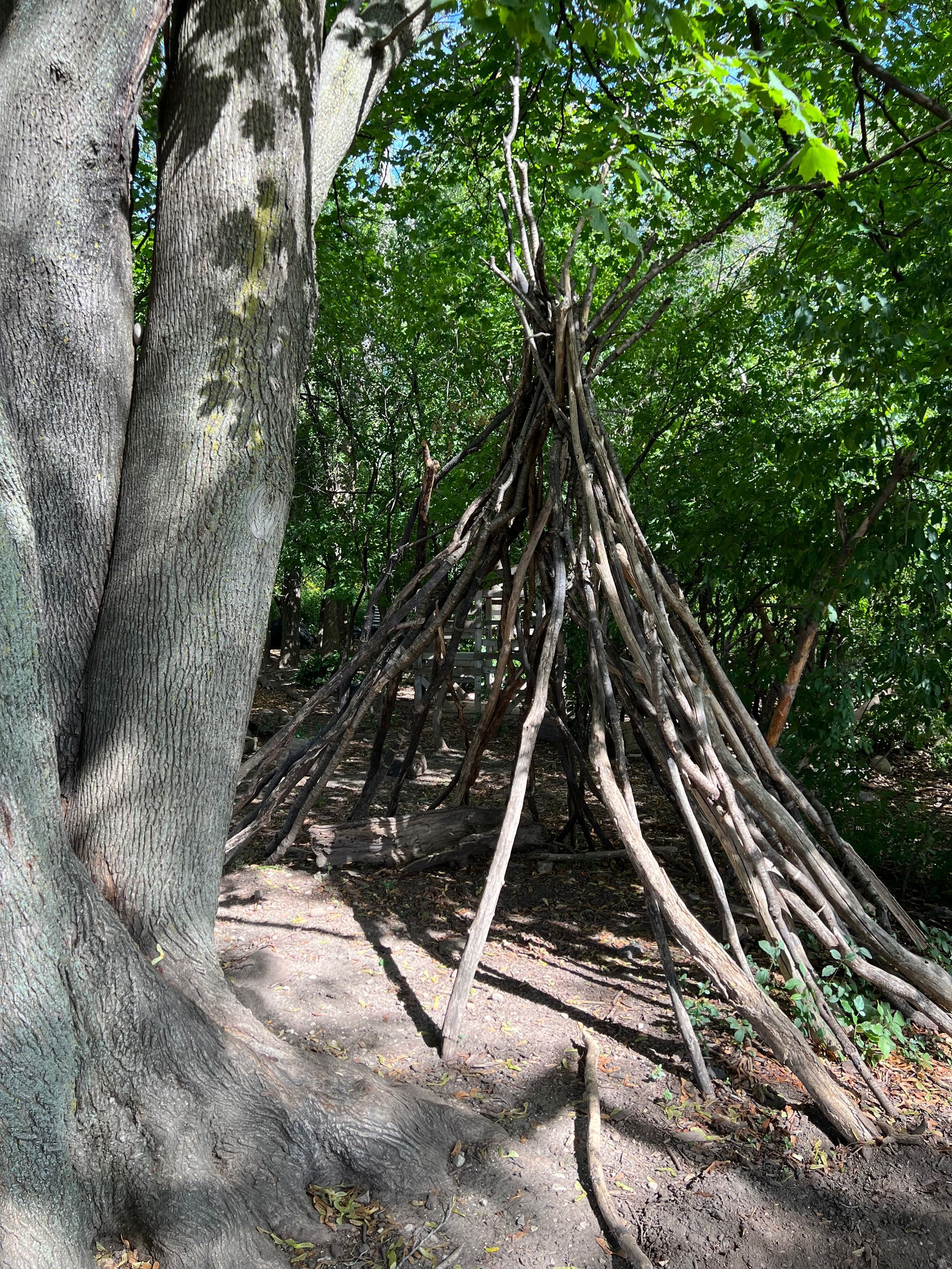 A wooden teepee is sitting under a tree in the woods.