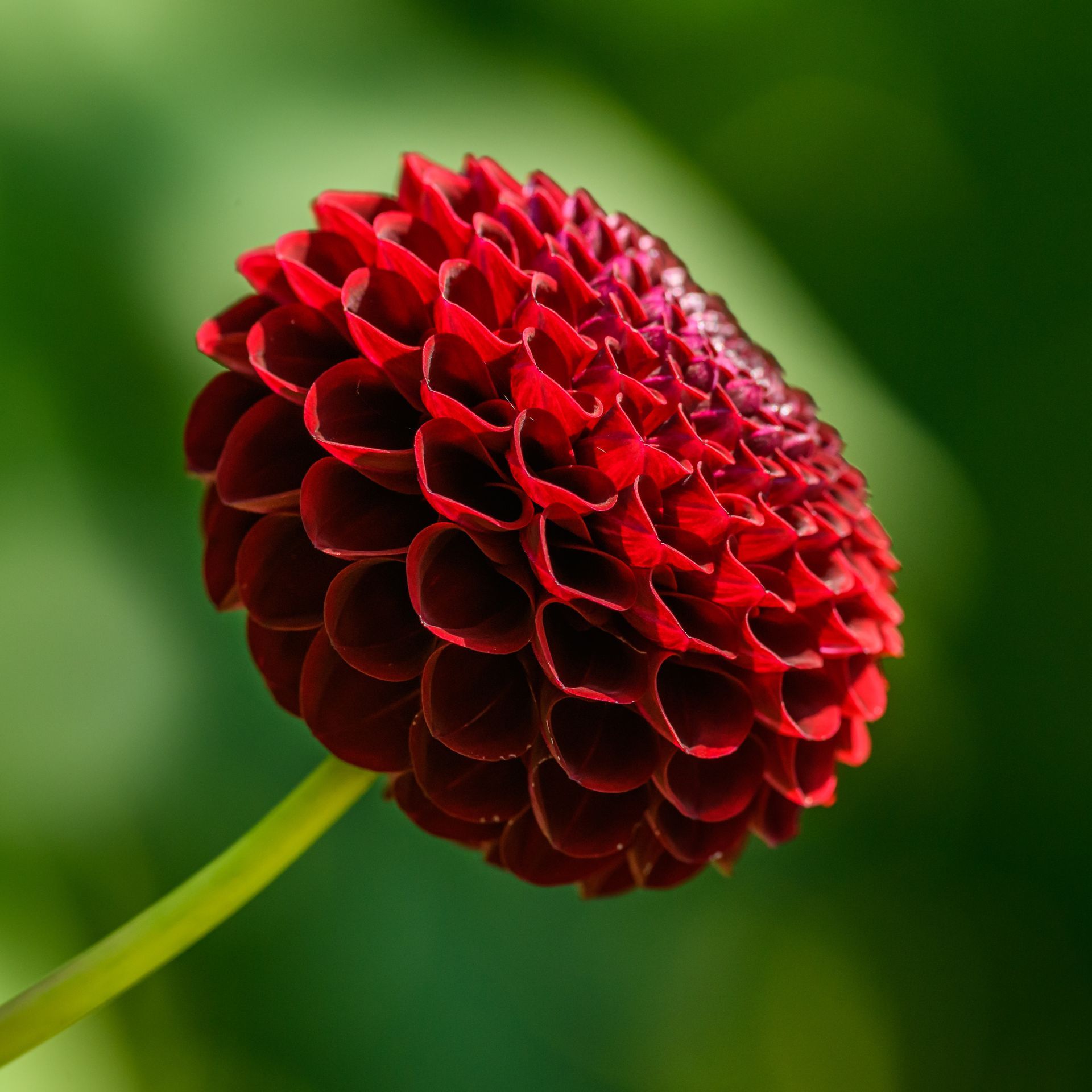 A close up of a red flower with a green background
