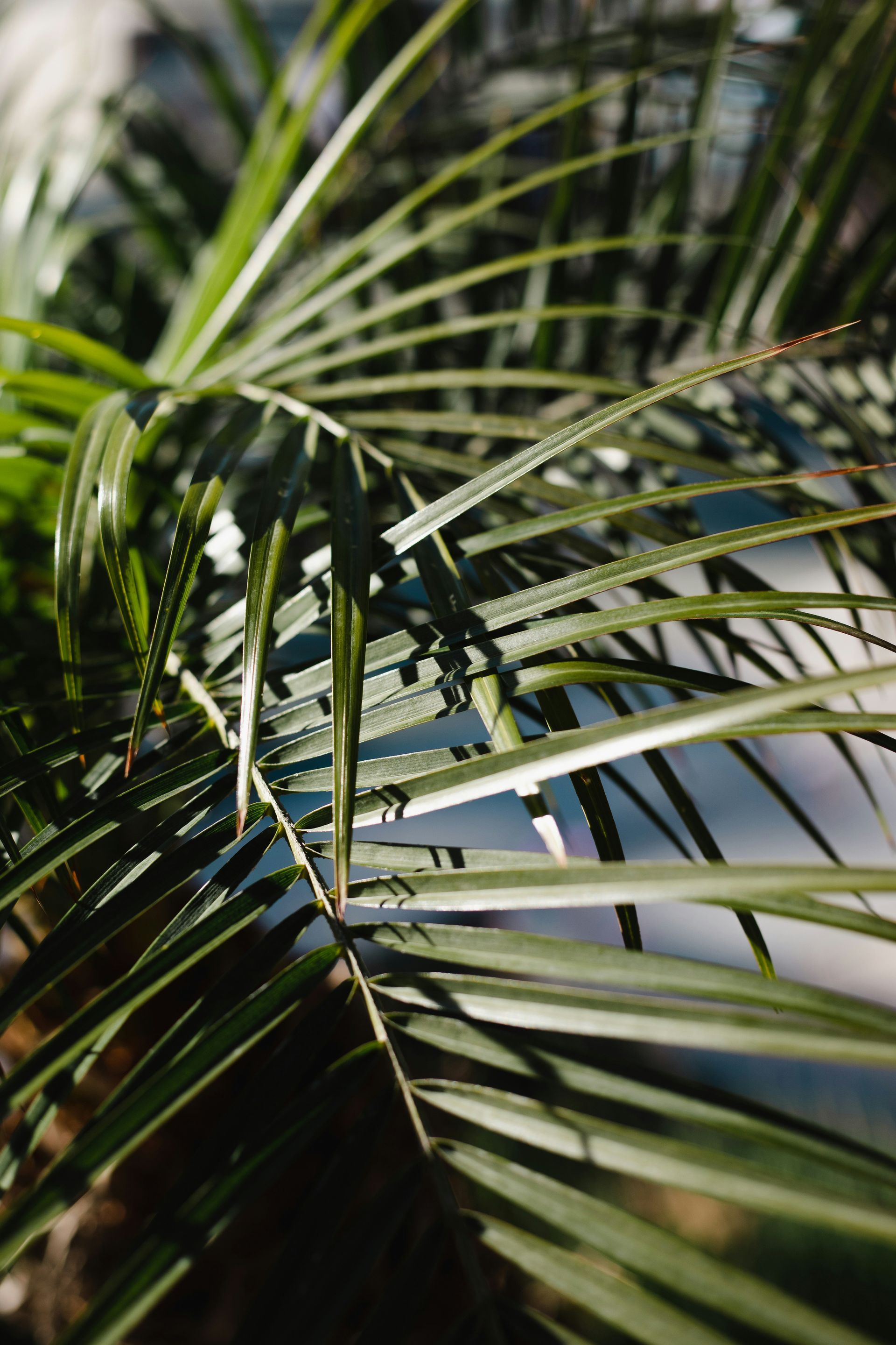 Close-up of green palm fronds with long, thin leaves. Sunlight casts shadows on leaves.