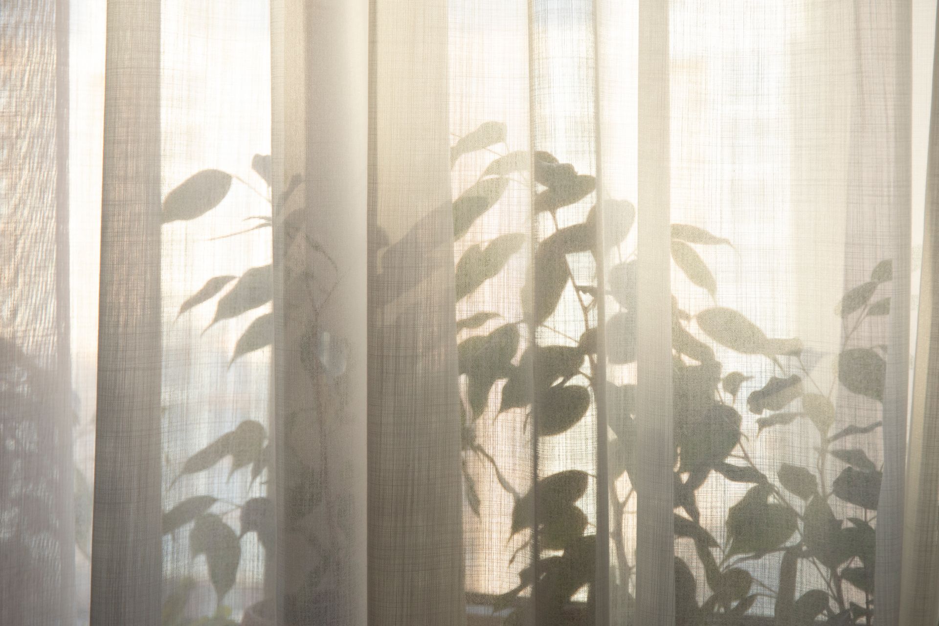 Sheer curtains with backlit houseplants silhouetted in soft daylight