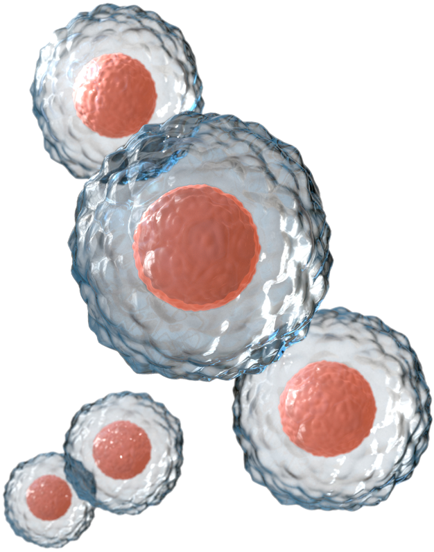 CELULAS