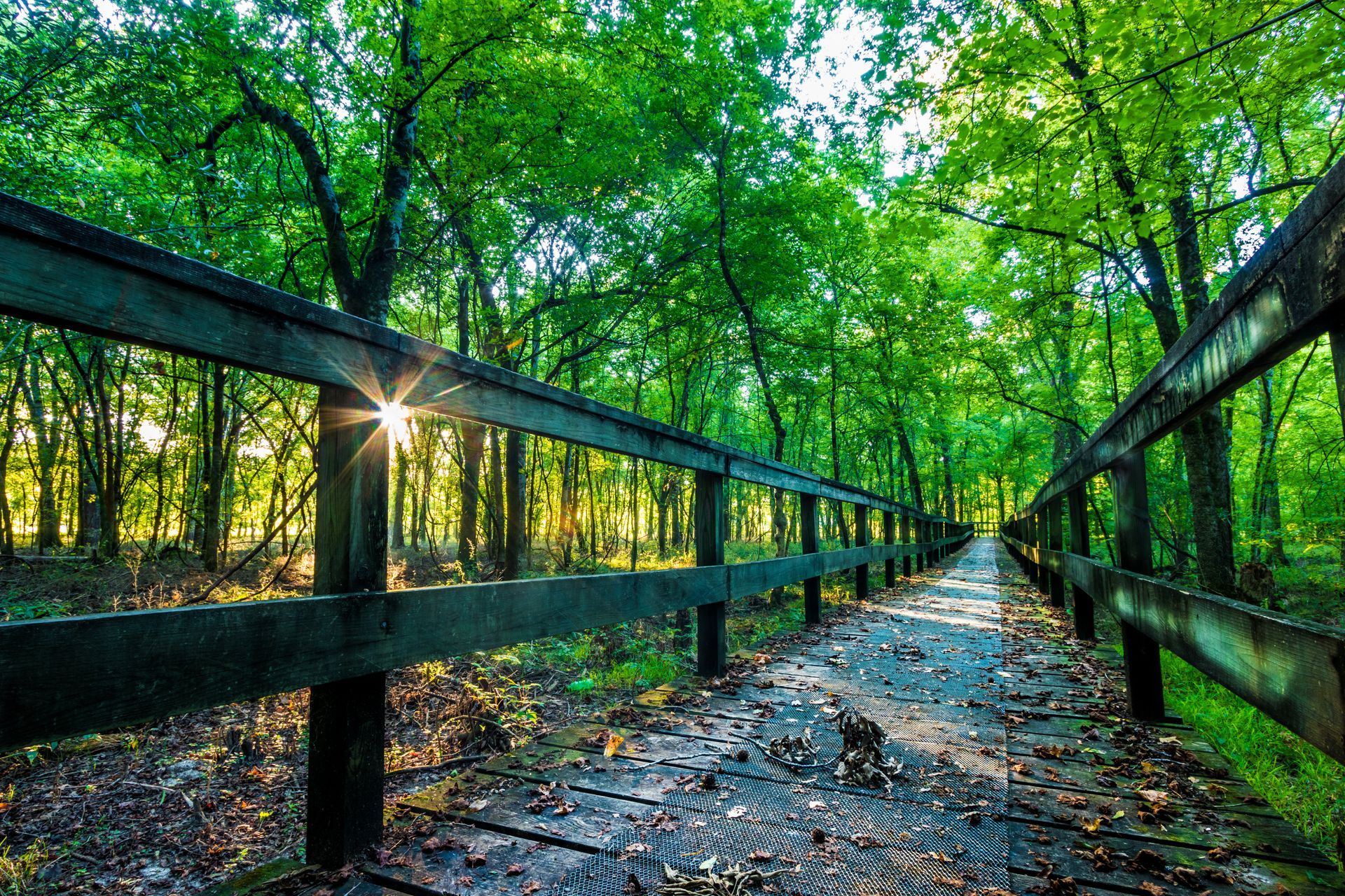 Wooden forest bridge in sunlight, surrounded by lush green trees and a leaf-covered path.