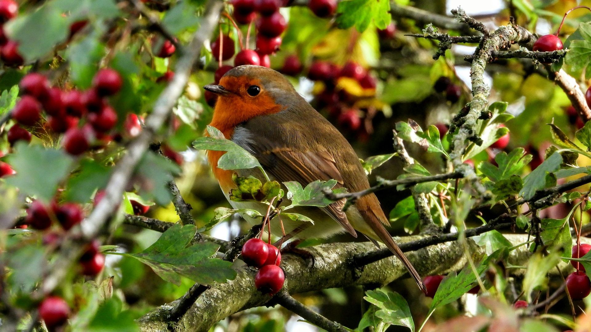 European robin perched on a hawthorn tree branch, surrounded by green leaves and clusters of bright red hawthorn berries.