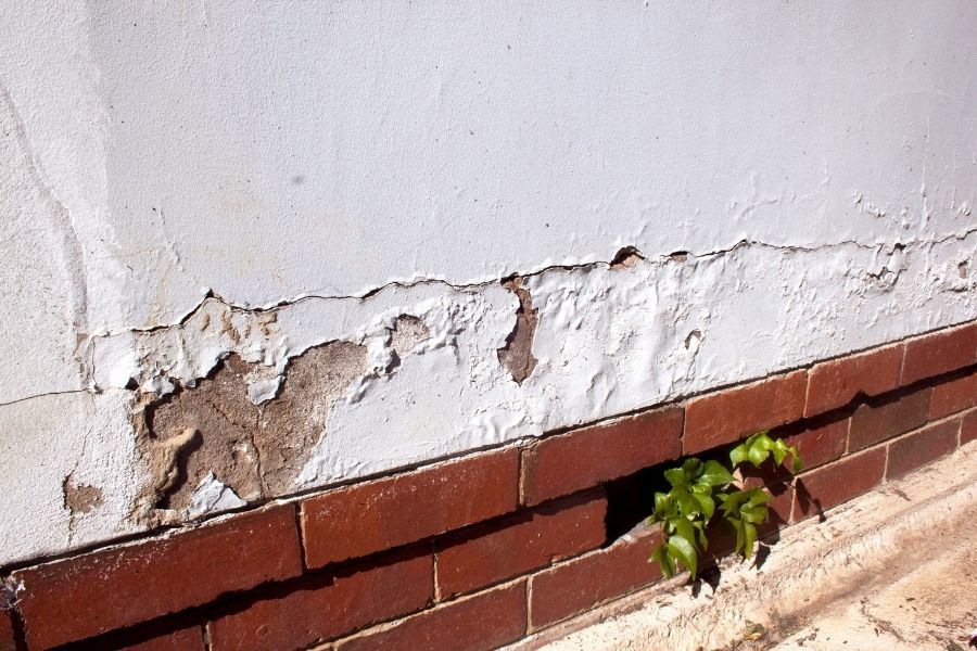Paint blistering and flaking off the lower exterior wall of a home above a red brick course