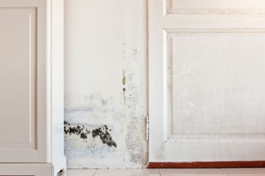 Black mold staining a white wall and baseboard caused by an undetected garbage disposal leak in The Villages FL