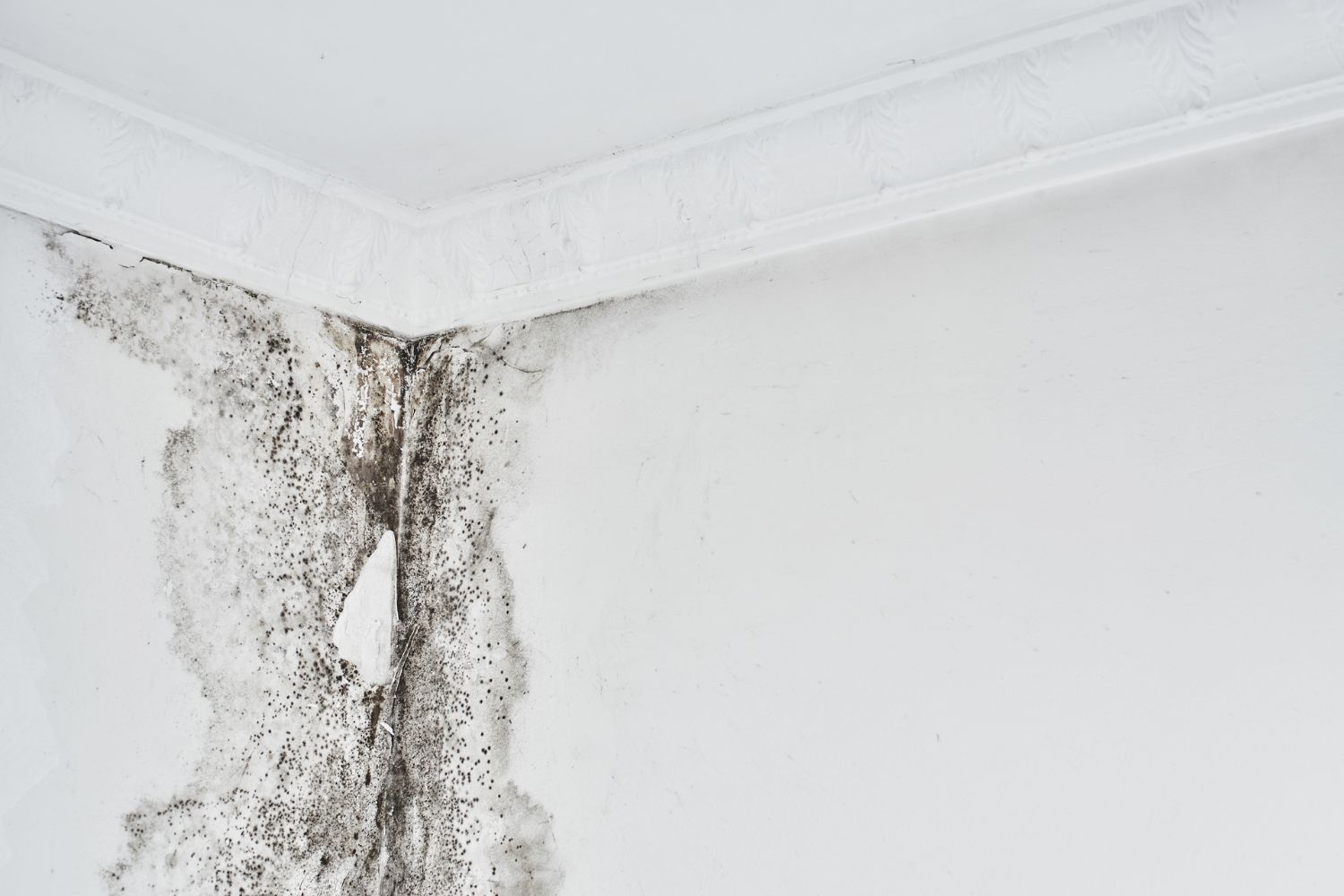 Mold Removal Leesburg, FL