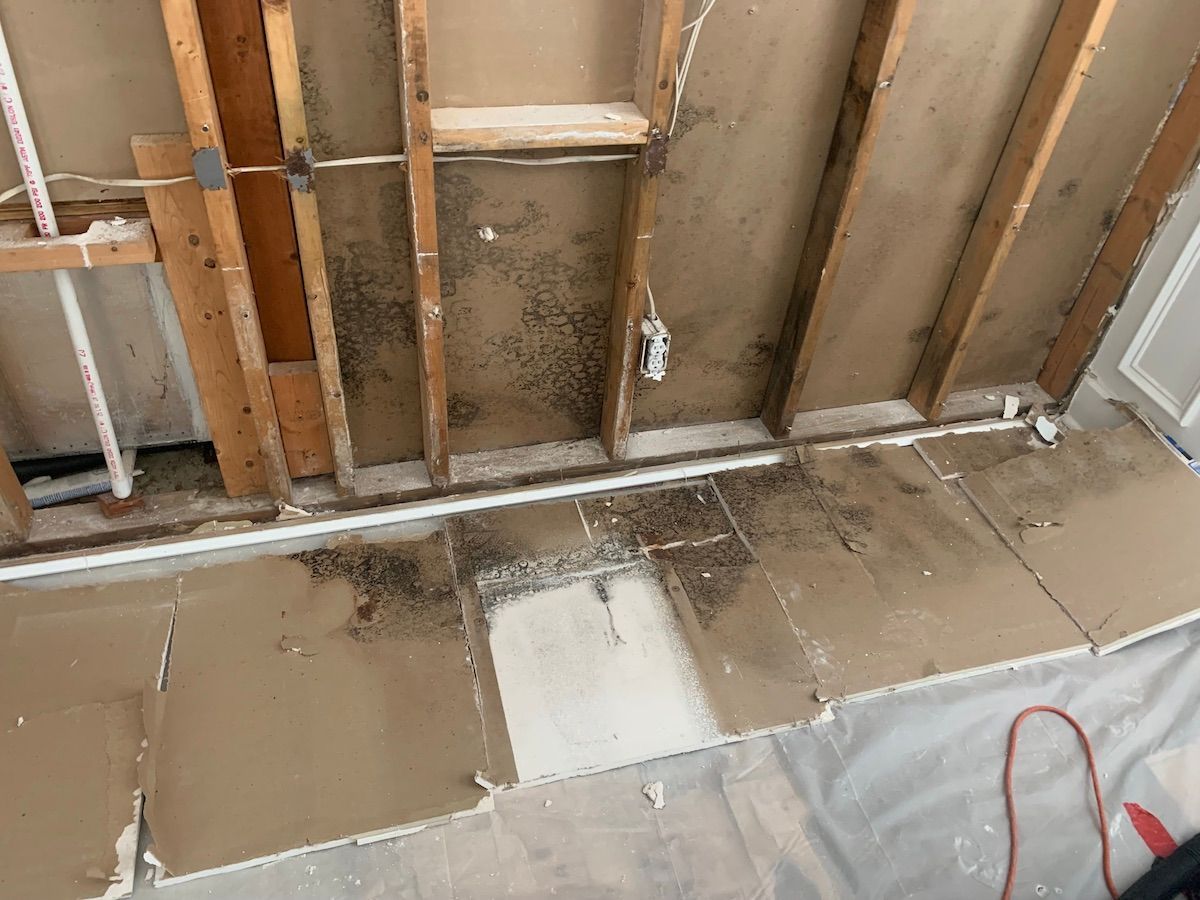 drywall mold removal