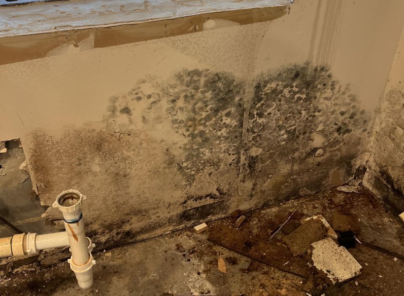 mold on drywall behind the kitchen cabinets