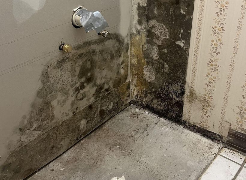 mold on drywall