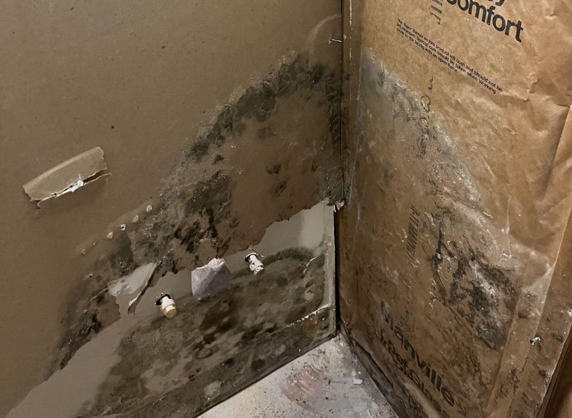 mold on insulation