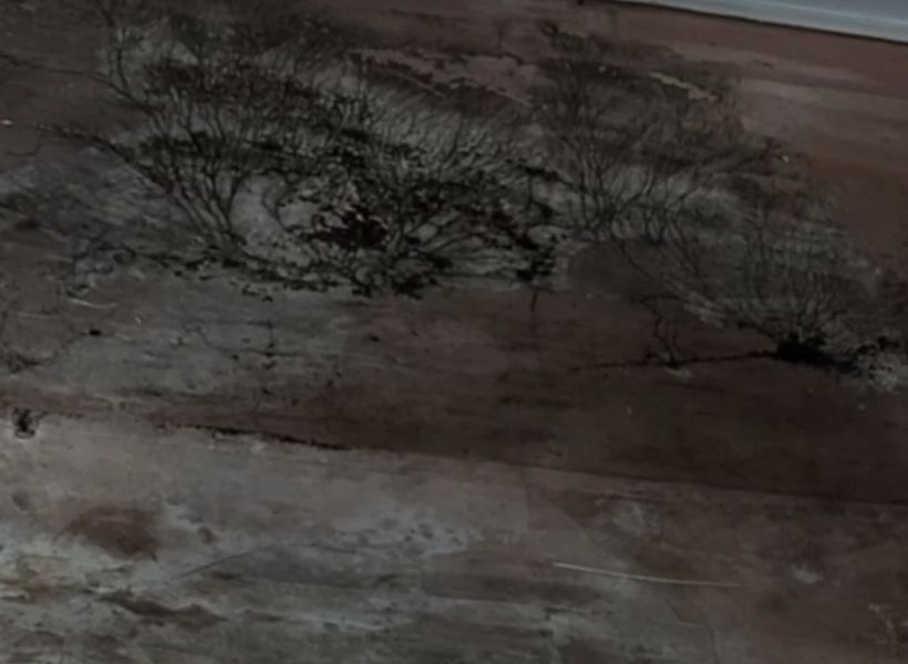 mold on the floor