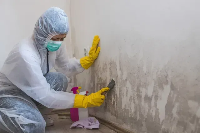 FFF's Team is serving mold remediation in St. Petersburg, FL