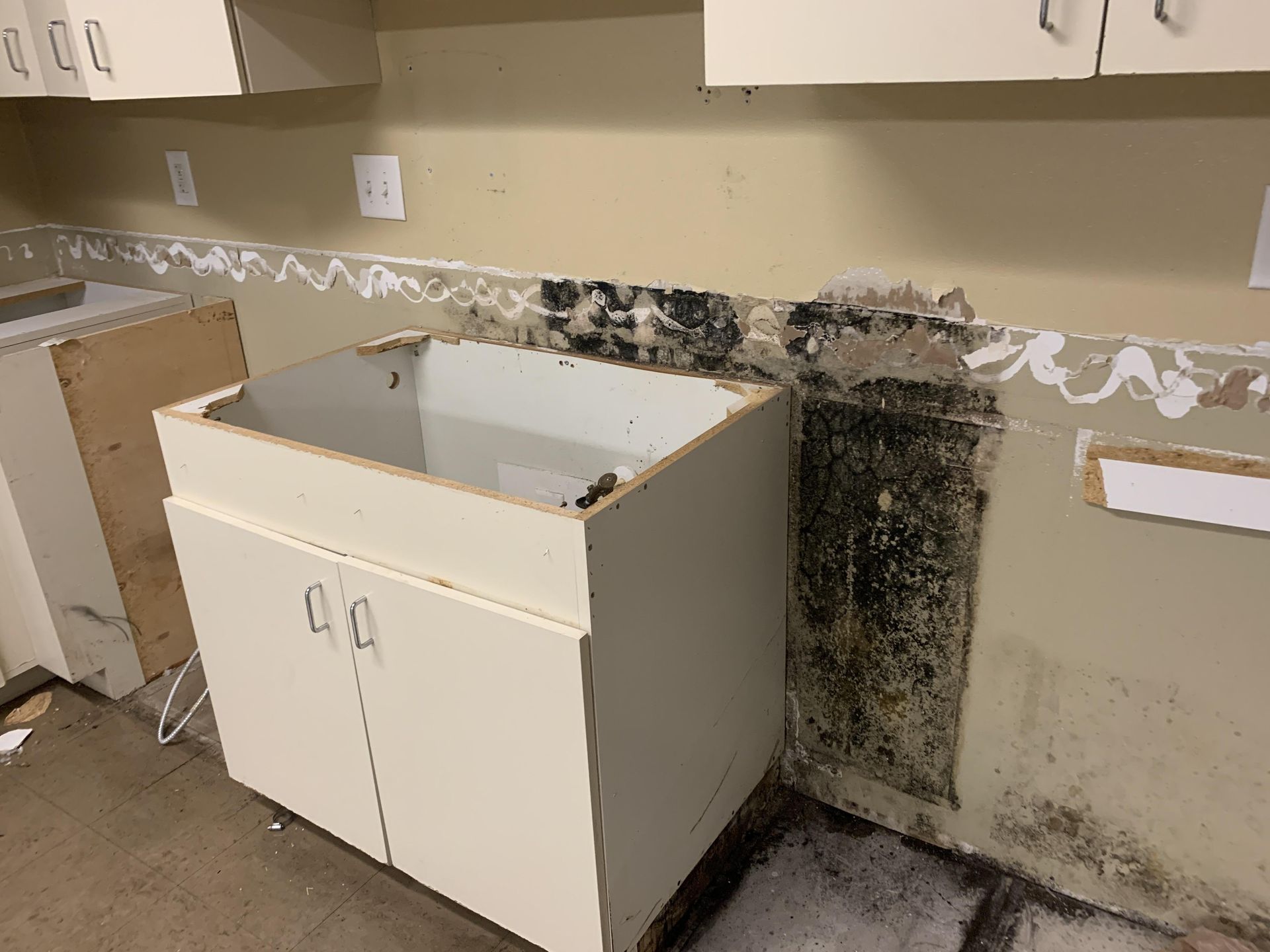 mold mitigation in Mt Dora