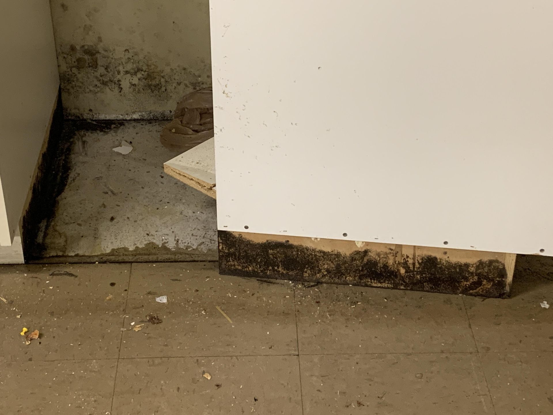 mold mitigation in Mt Dora