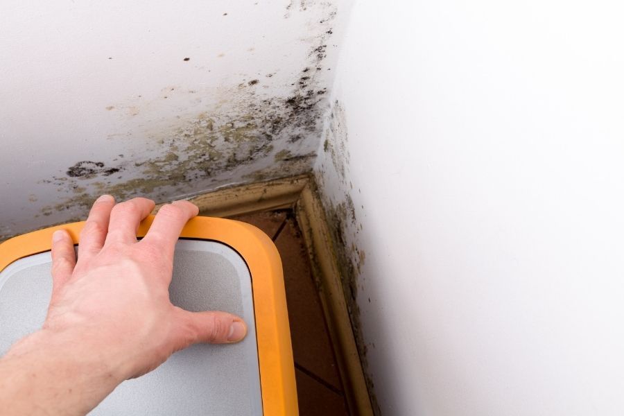Mold growing under carpet in a Florida home due to spring humidity
