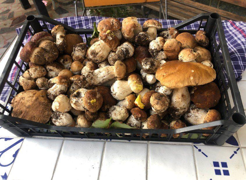 Una cassa nera piena di vari funghi marroni e bianchi, appoggiata su una superficie piastrellata.
