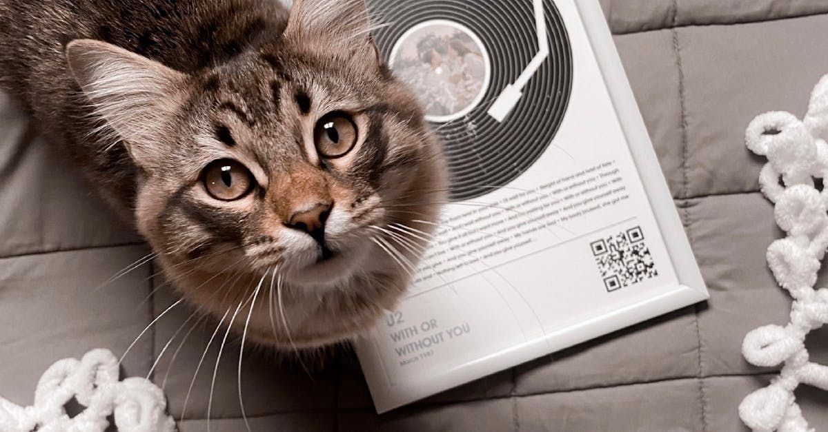 Tabby cat resting on a quilt beside a book with a moon cover and a white knit toy.