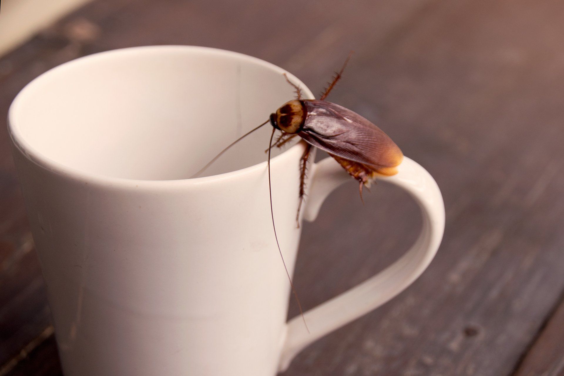 cockroaches