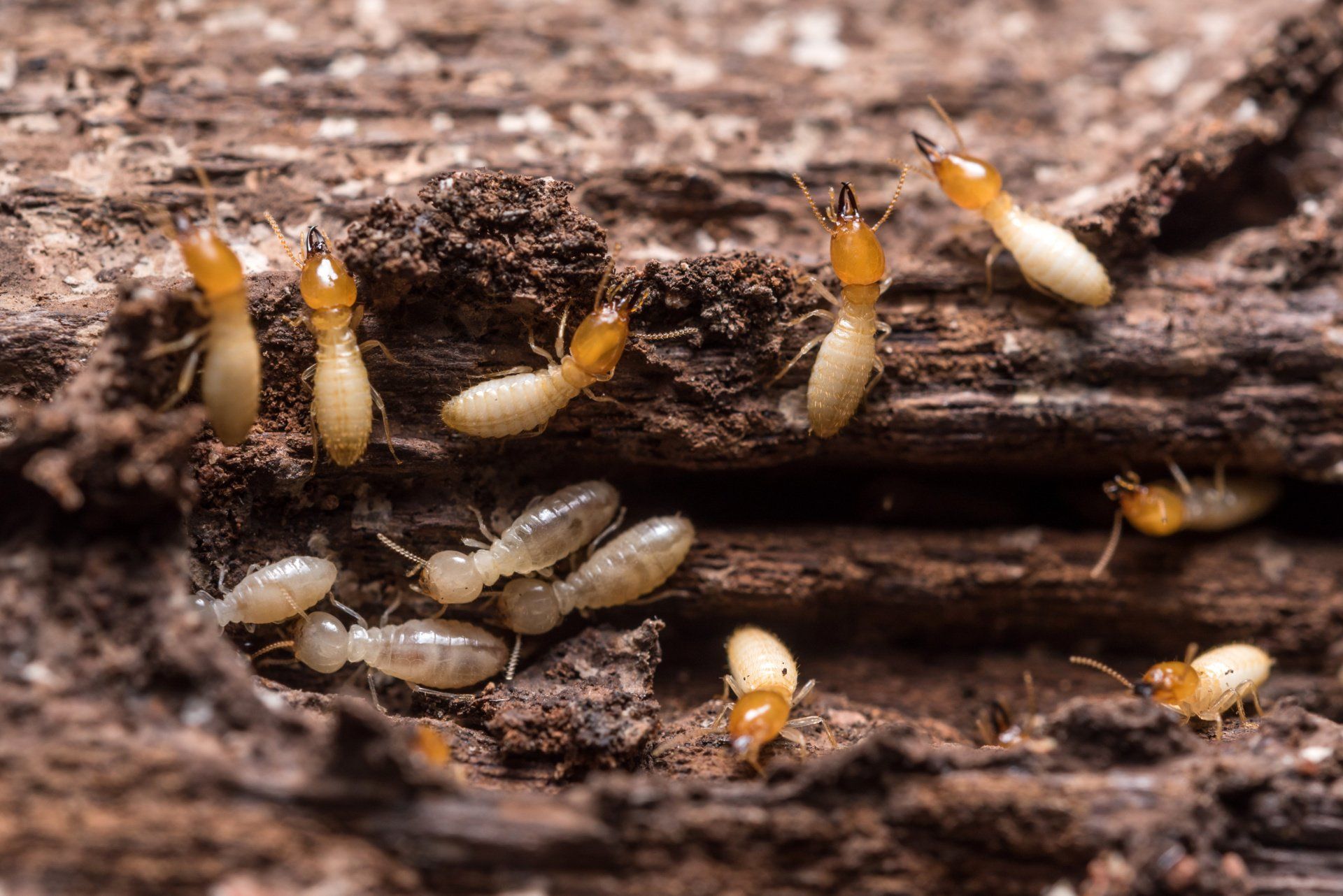 termites