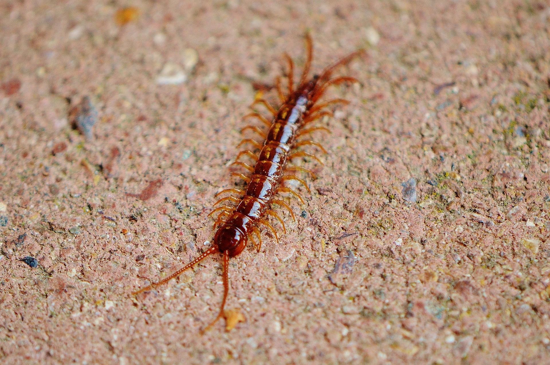 centipede