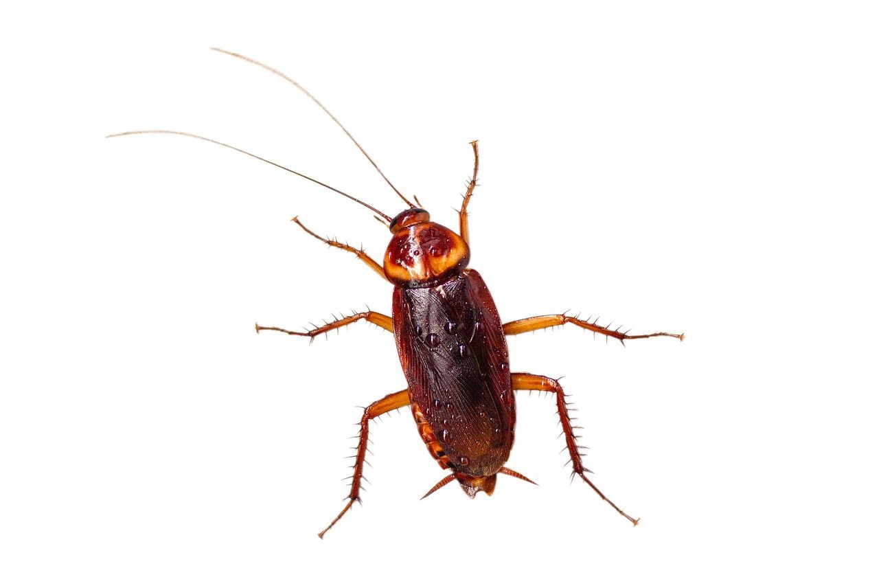 Roach Infestation