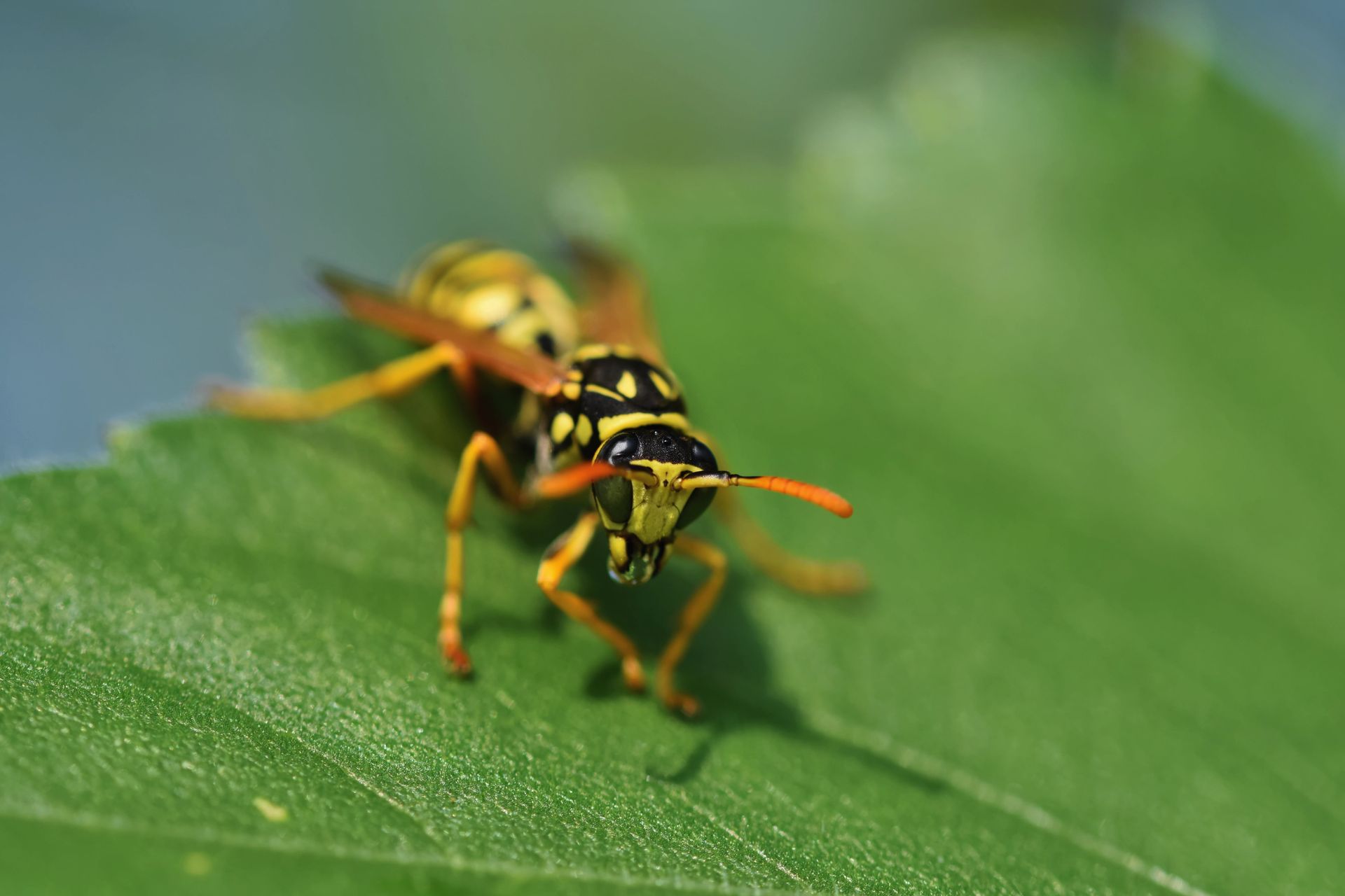 Wasps
