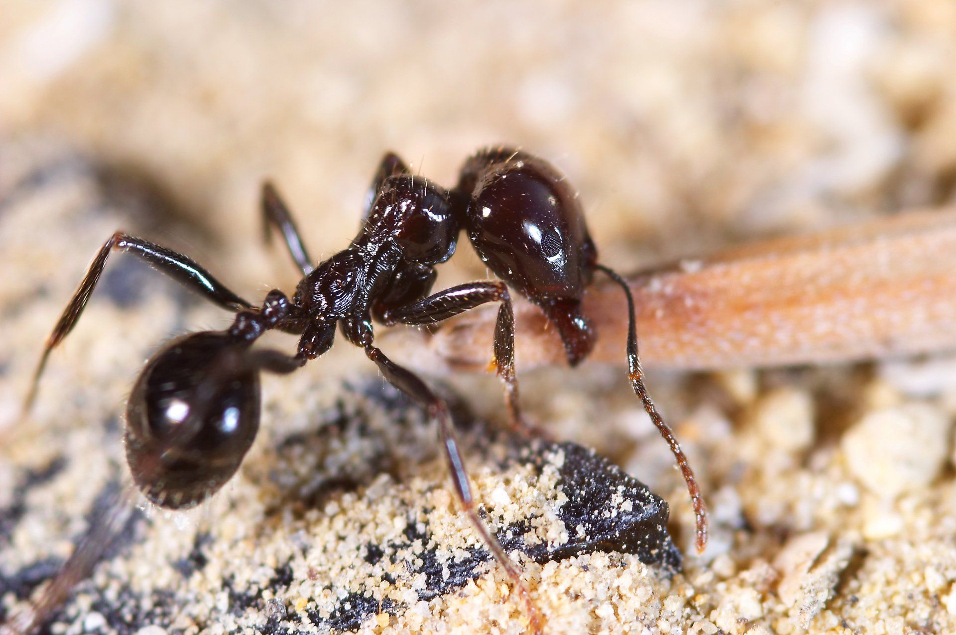 ants