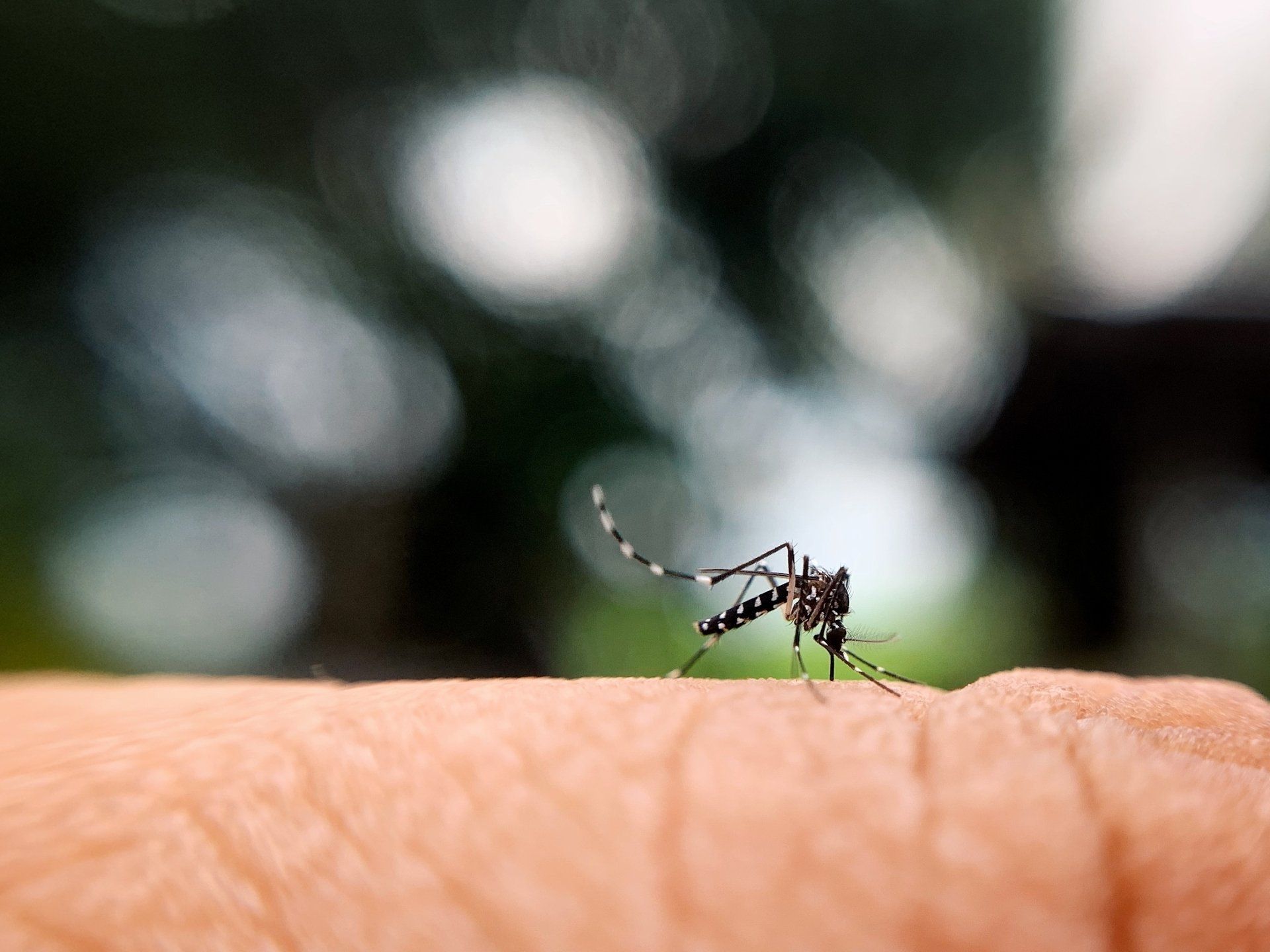 mosquitos