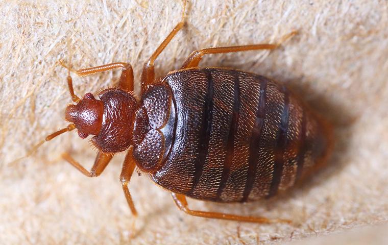 bed bugs