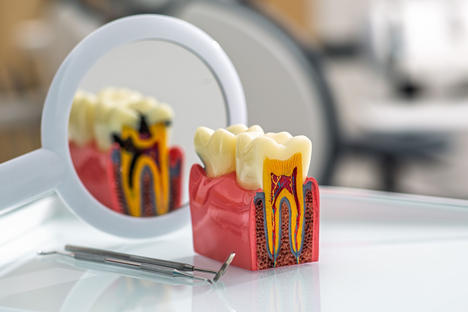 Dental model and mirror showing a cross-section of a tooth with roots on a white surface