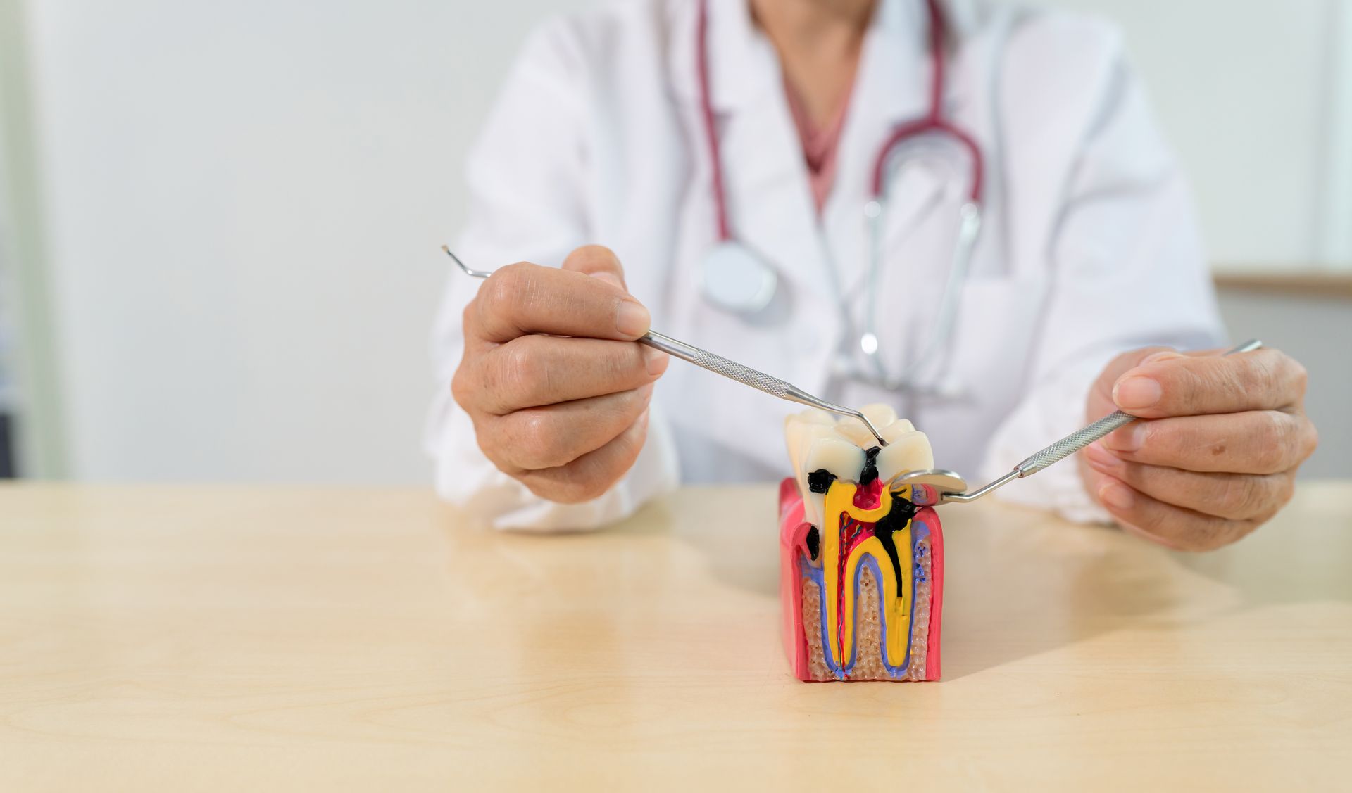 Dentist demonstrating tooth cross-section model with dental tools on a table